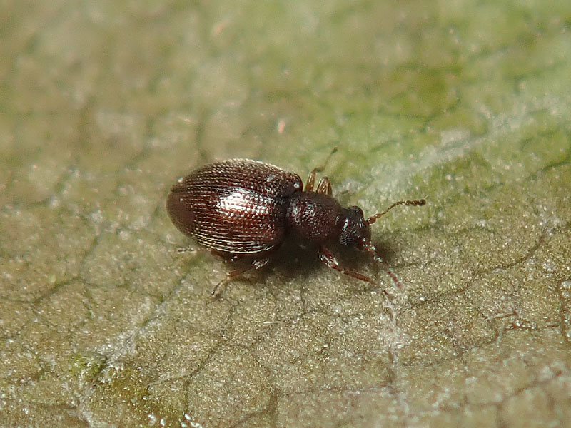 Latridiidae ??  S ! Cortinicara gibbosa